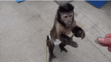 monkey vending GIF