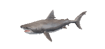 Shake It Shark Sticker by Zacxophone