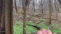 Woodpecker Snatches Snack from Birdwatcher's Hand in Central Park