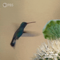 Birds Hummingbird GIF by PBS