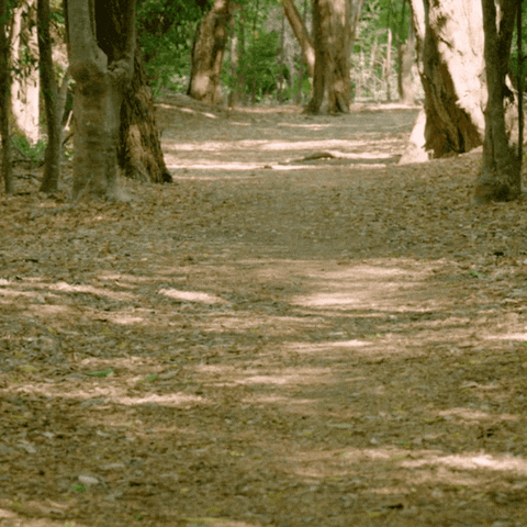 GIF by San Diego Zoo