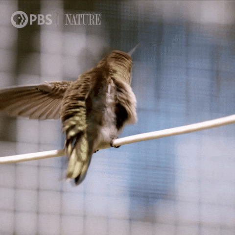 Shake It Off Pbs Nature GIF by Nature on PBS