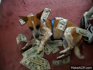 dog money GIF