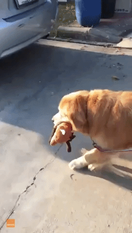Golden Retriever Never Forgets Her Stuffed Toy When She Goes for Walks
