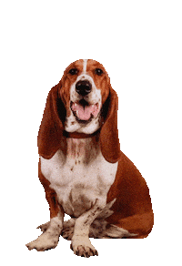 Basset Hound Pretty Dog Sticker