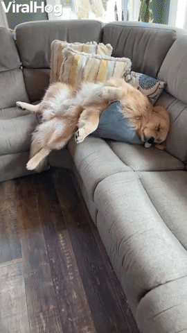 Sleepy Golden Flops Off Couch