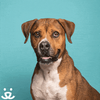 Happy Dog GIF by Best Friends Animal Society
