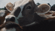 cheese milk GIF by Chipotle Mexican Grill