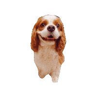 Cavalierkingcharlesspaniel Sticker