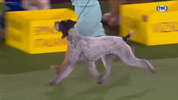 GIF by Westminster Kennel Club