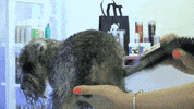 Dogs Stripping GIF by Artero Professional Line