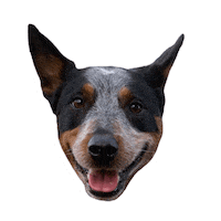 onthemarkbalancedtraining cattle dog blueheeler cattledog onthemarkbalancedtraining Sticker