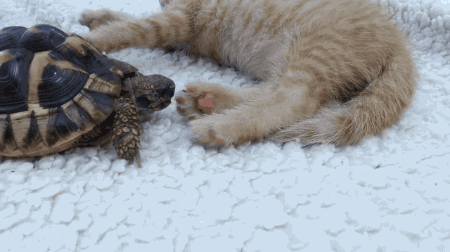 cat tortoise GIF