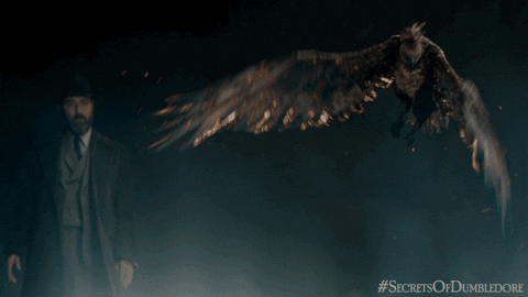 Phoenix GIF by Fantastic Beasts: The Secrets of Dumbledore