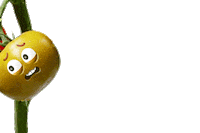 Salsa Tomato Sticker by Molitalia