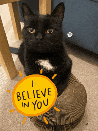 Black Cat Good Luck GIF