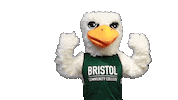 Raise The Roof Bayhawks Sticker by Bristol Community College