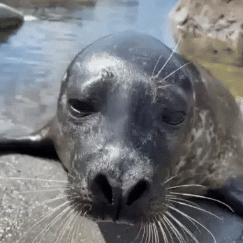 Harbour Seal GIF by Valley Zoo Development Society