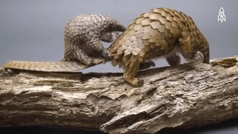 umutyakar giphyupload GIF