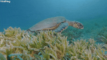 Sea Turtle Swims along the Seagrass