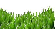 grass STICKER
