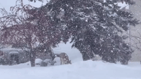 Deer Forages Amid Heavy Snow in Western Minnesota
