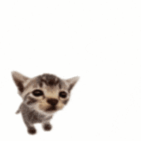 Cat Food Want GIF