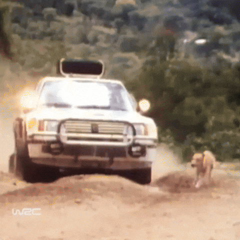 Watch Out Omg GIF by FIA World Rally Championship
