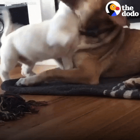 Dogs Love GIF by The Dodo