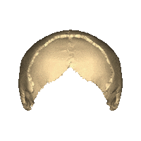 bone STICKER