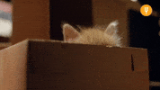Cat Spying GIF by Curiosity Stream