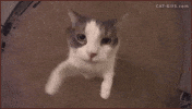 Sksksk Cat Kisses GIF