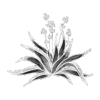 Plant Tequila Sticker by Rise Cycle Co