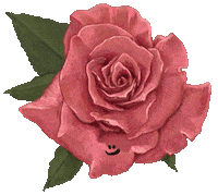 Flower Rose Sticker by haenaillust
