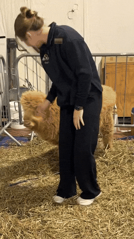 Highland Cow Racing GIF by America's Outdoor Adventure Park