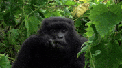 GIF by Nat Geo Wild