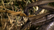 symphony for our world GIF by Nat Geo Wild 