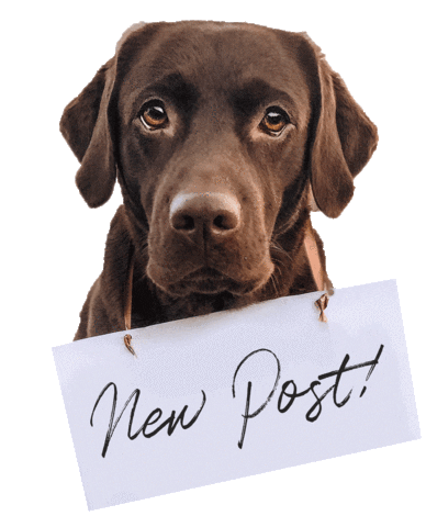 chocolatelab_bailey giphyupload dog newpost bailey Sticker