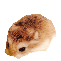 hamsters STICKER by imoji