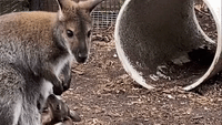 Baby Wallaby Ventures Out of Mother's Pouch For First Time at Cincinnati Zoo