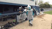 collegeoflakecounty sports baseball school college GIF