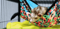Ferret GIF by Oxbow Animal Health