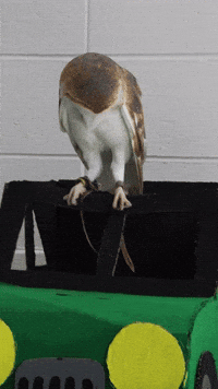 Barn Owl GIF by Valley Zoo Development Society