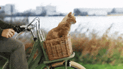 Kpnkat GIF by KPN