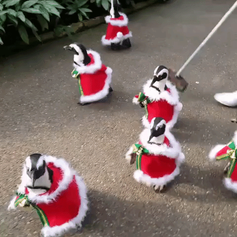 Japanese Park Dresses Penguins in Adorable Santa Costumes