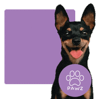 Dog Sticker by Pawz