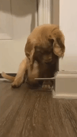 Georgia Puppy Enthralled After 'Discovering' Doorstop