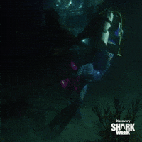 Welcome to the Shark Disco