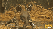 Baby Cute Animals GIF by Brookfield Zoo