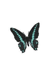 Australia Butterfly Sticker
